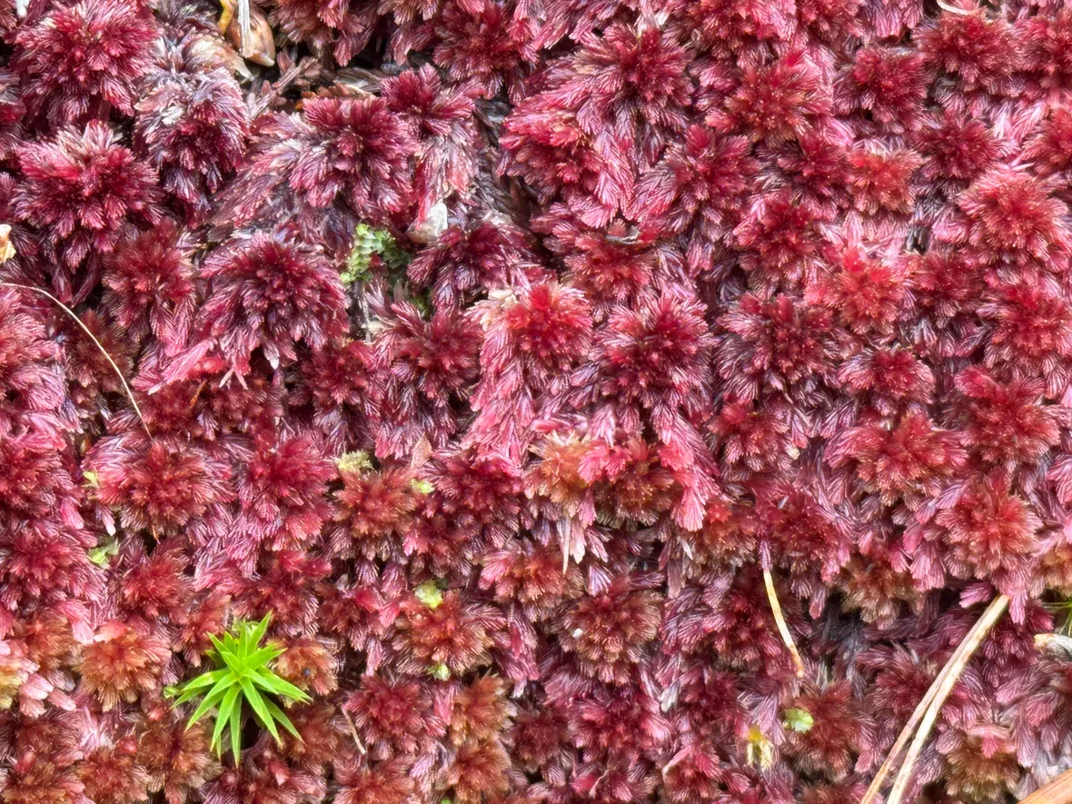 Bilde av høsten i Kvitingen