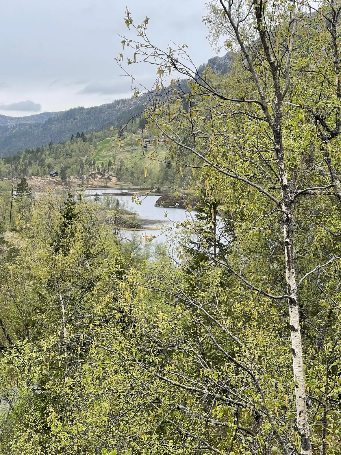 Bilde av våren i Kvitingen